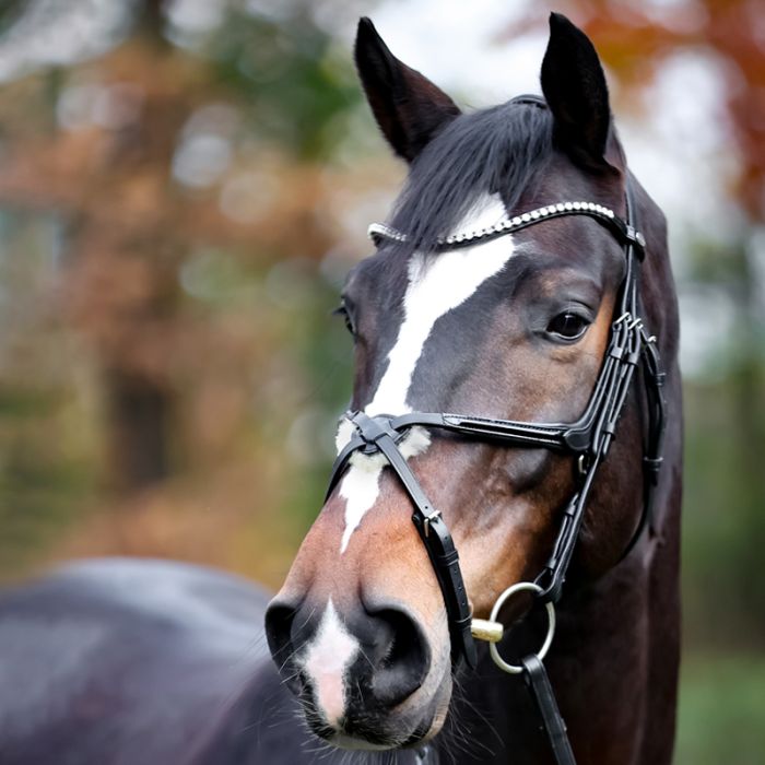 Ogłowie meksykańskie Lucia Kavalkade - Cavalo
